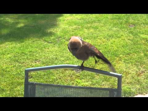 Brown Jackdaw Perched Chattering