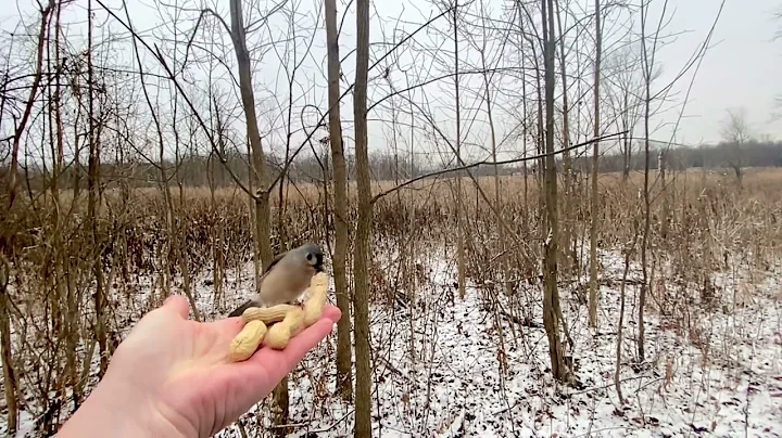 Hand-feeding Birds in Slow Mo - Tufted Titmouse, B...