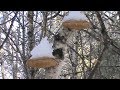 The Medicinal Birch Polypore !!