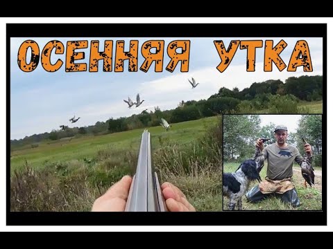 Осенняя ОХОТА на УТКУ! ТОЗ 34 и Брик.