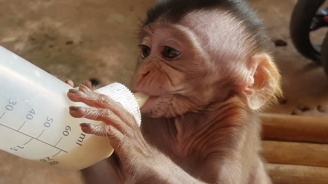 Milk make him happy when he got it. If we joking with him when he drinking,he so angry.