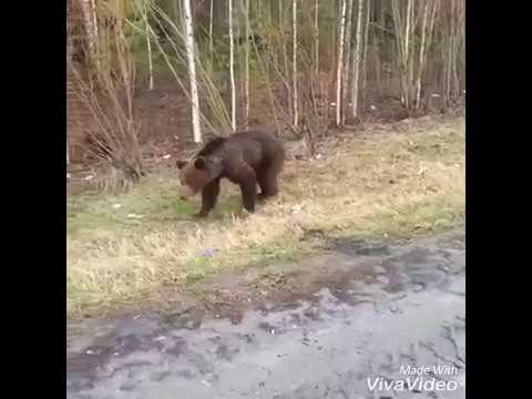 вот что может произойти при встрече с медведем