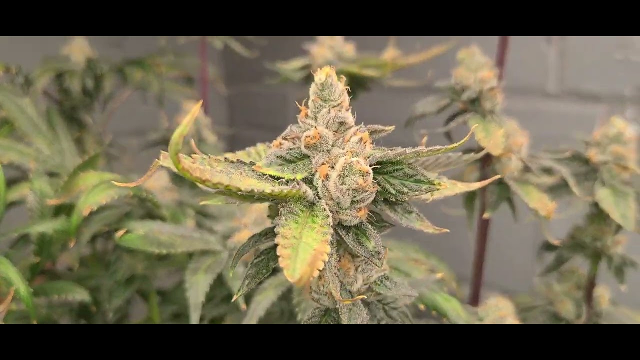 forum cookies x og badazz harvest