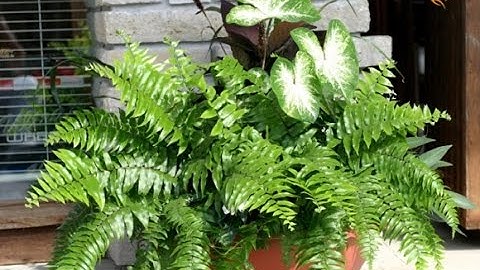 loại Cây hút sạch bức xạ, sóng điện thoại nhà nào cũng nhất định phải trồng