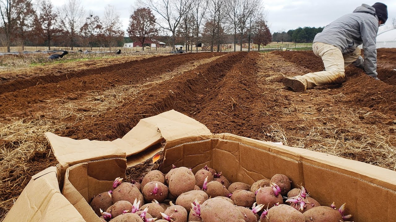Planting Potatoes on 1/2 acre