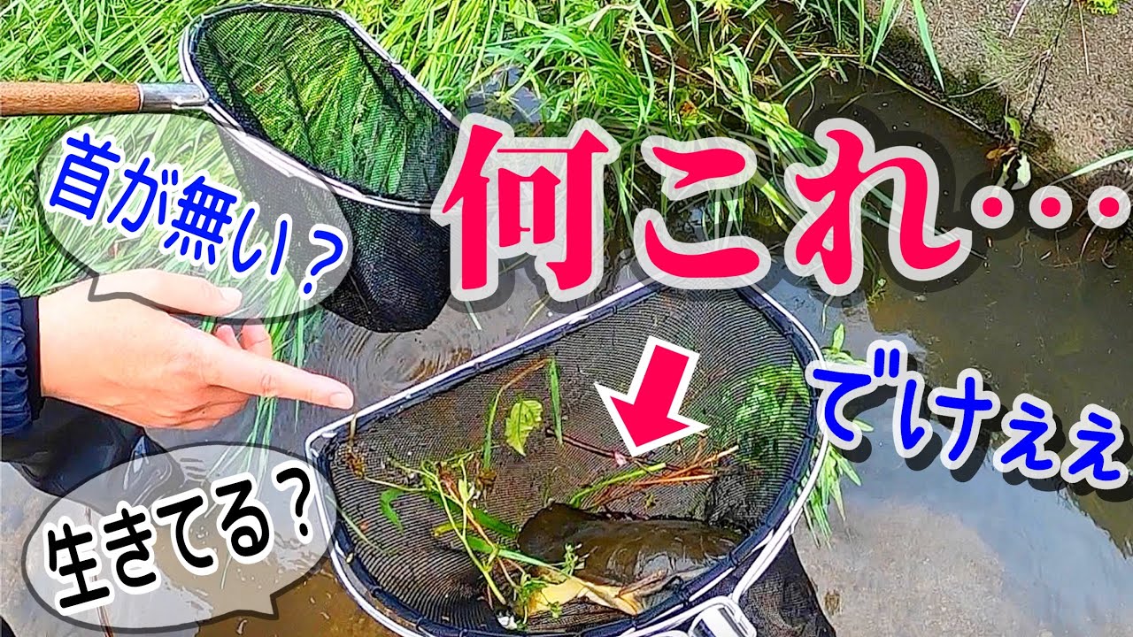 絶滅危惧種から巨大生物まで捕獲したら色々とスゴかった…