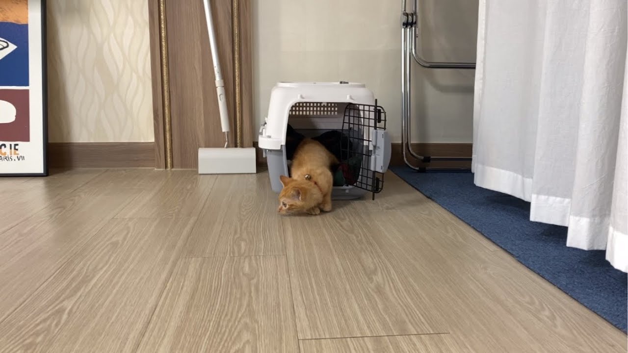 아기고양이 입양 첫날