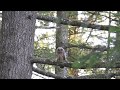 Young Great Horned Owl Pleading