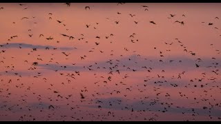 The world's largest mammal migration at Kasanka National Park, Zambia