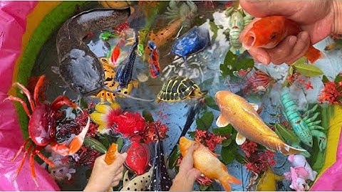 Vui học cùng bé-Giải cứu các con:cá coi,cá vàng,rùa… khỏi bể bơi chứa nước bẩn độc hại