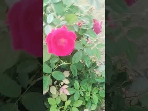 Eurovision Singer Golden Offcial Kpop Demon Hunters Sony Animatian Vocal 