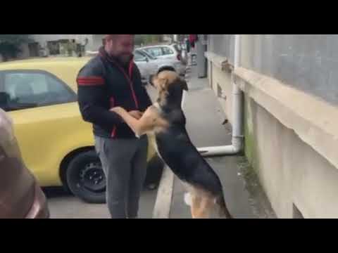 ვიდეო: ქალმა გადაწყვიტა თავად მოჭრა ძაღლი. ძაღლს კი არ ესიამოვნება ასეთი თმის შეჭრა, რადგან მან კურდღელს დაემსგავსა