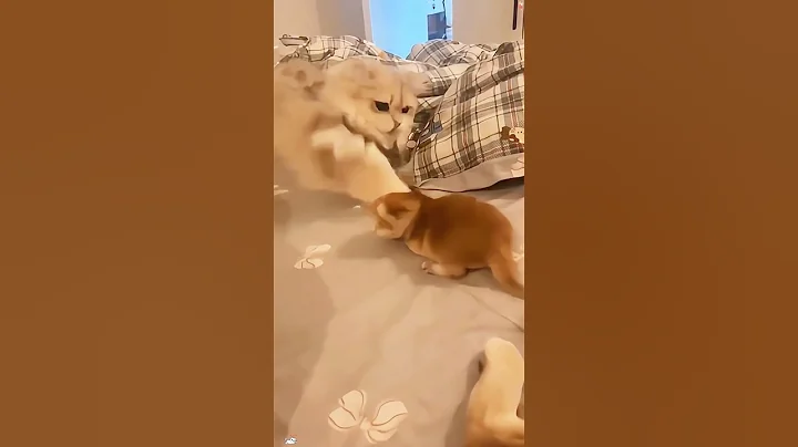 Video 11804461: cat kitten funnycats animal, kittens mother cat funny