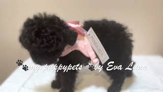 Caniche Toy Hembra Negra Azabache