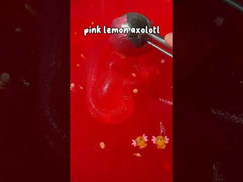 Best Slime Scoop ASMR 🥄