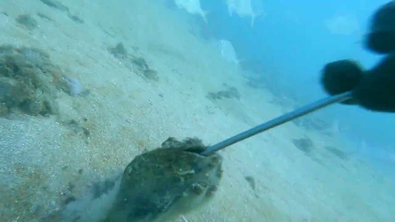 buciando los callos de hacha