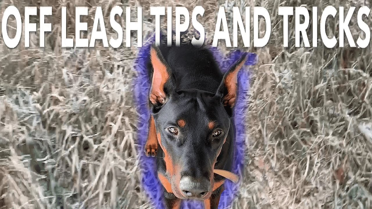 The Secret to Teaching Your Dog to be OFF LEASH Tips And Tricks YouTube