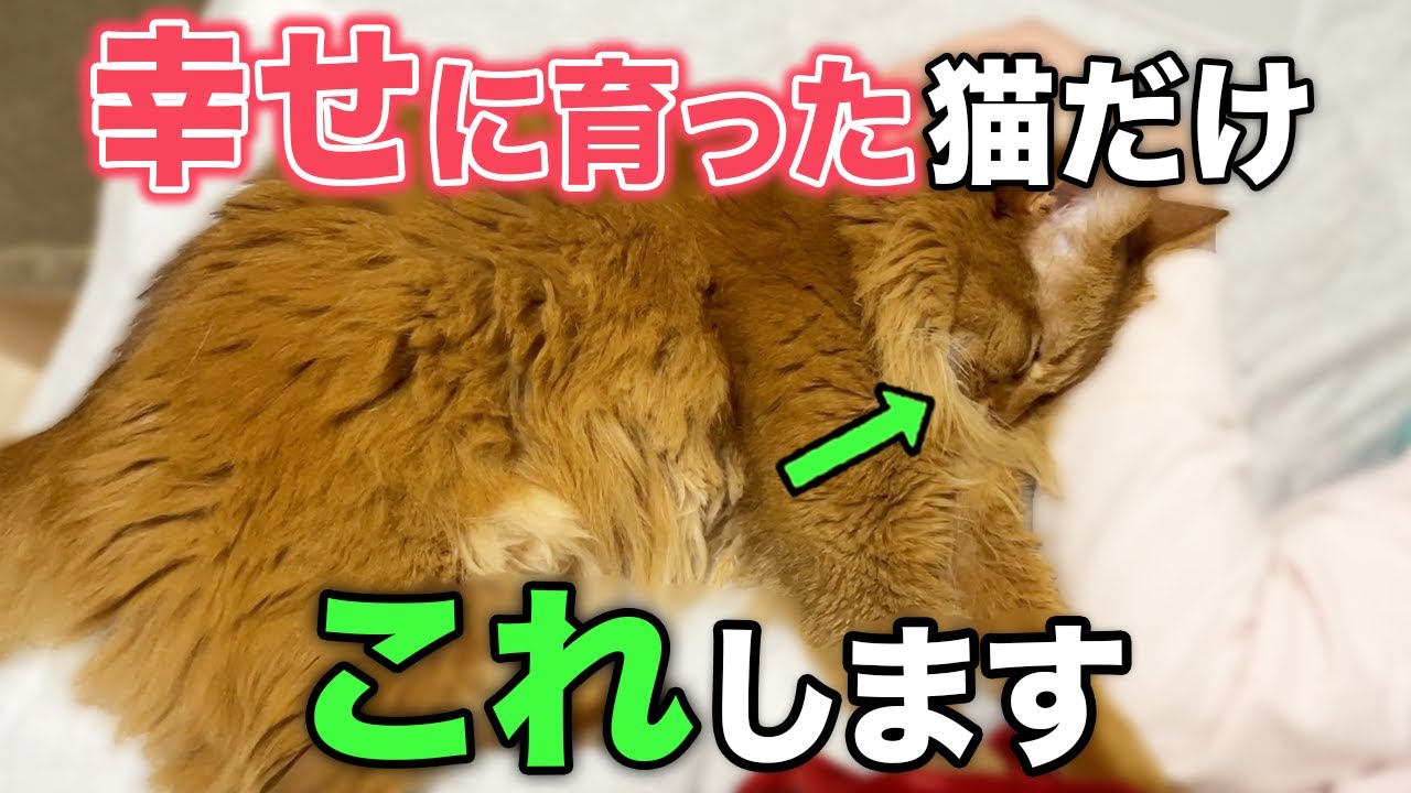 幸福度高い猫だけが見せる行動・しぐさ14選