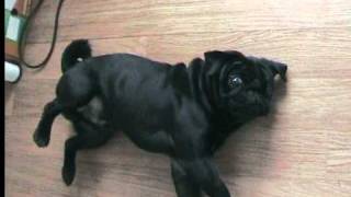 Funny pug plays dead/ carlin fait le mort! BANG!