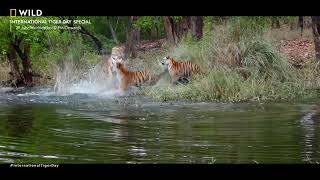 Roar with our Tigers | #InternationalTigerDay Special | 29th July 12 PM | Nat Geo Wild