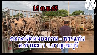 ตลาดนัดโค-กระบือหนองลาน พระแท่น ต.หนองลาน อ.ท่ามะกา จ.กาญจนบุรี 15 ก.ย.65