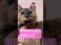 明日の私に幸あれ!明日の皆に幸あれ!!#shorts #cat #猫