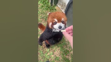 🐼🌳🔍 Unveiling the Enchanting Secrets of Red Pandas! 🤩
