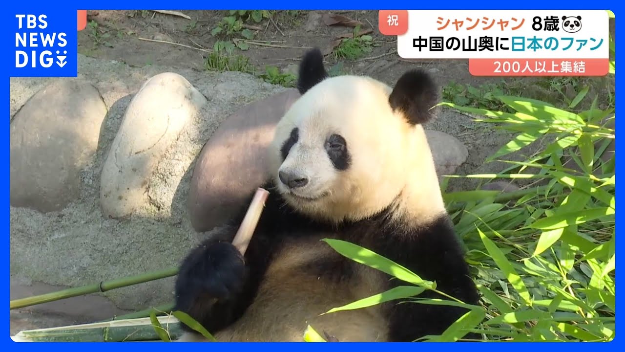 シャンに会うために頑張って働いた」中国の山奥に日本人の行列