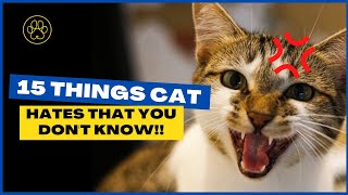 15 Bizarre Things Cats Hate That Owners Must Know! - You'll be amazed after knowing these 15 Things Cats Hate That Humans Do