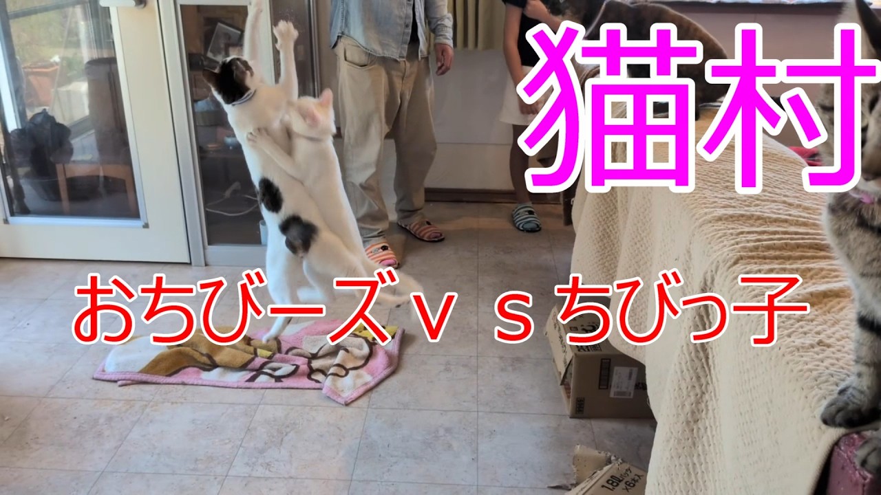 ねこむら！ nekomura猫村 - YouTube