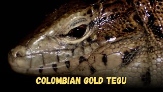 Colombian gold tegu, Buying Cost, Diet, Care Sheet Guide for Beginners