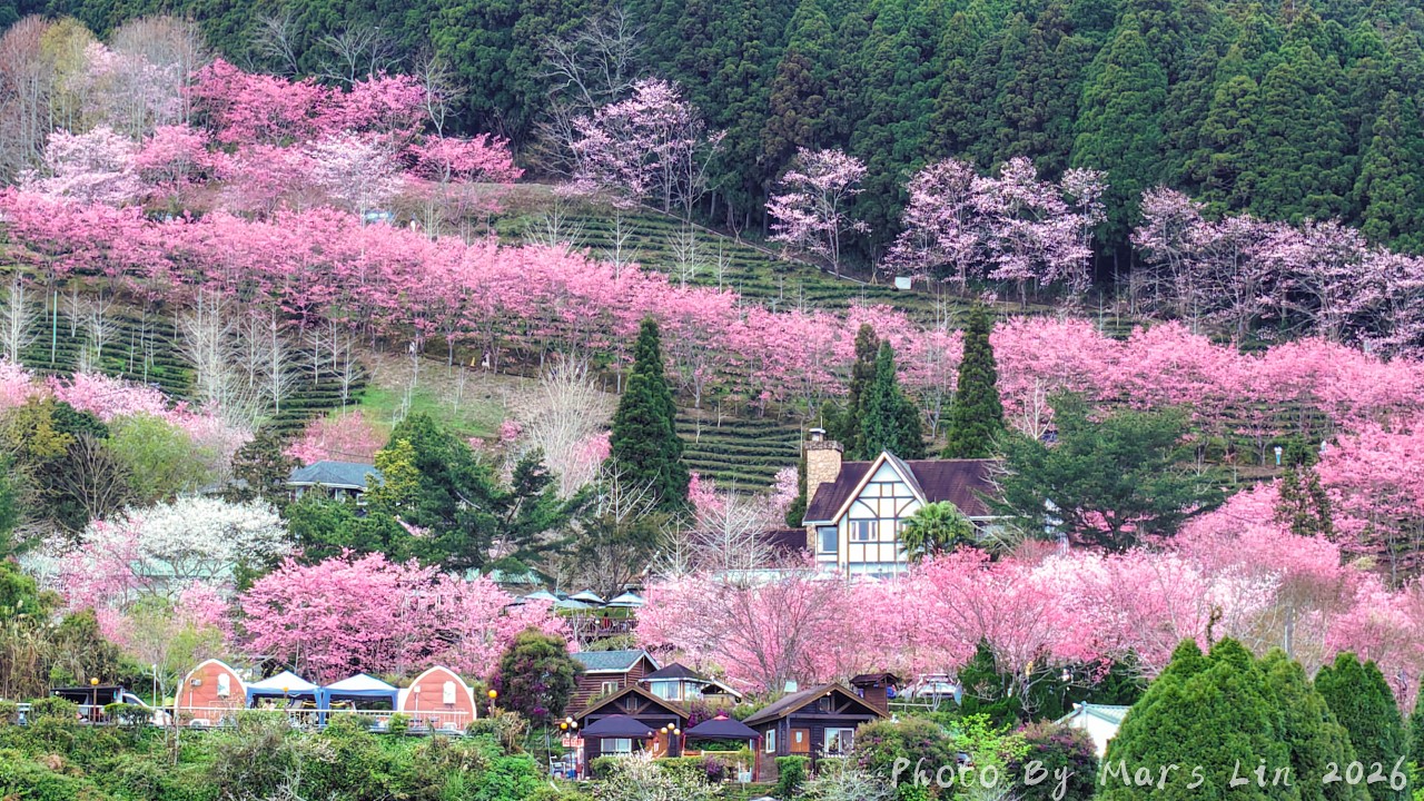 2026 新竹五峰山上人家櫻花季 | 漂浮在雲端的歐式莊園 | 櫻花與雲海的夢幻仙境