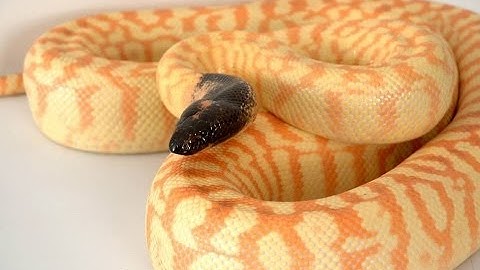 Black-headed pythons : K Brothers Pythons ep. 10