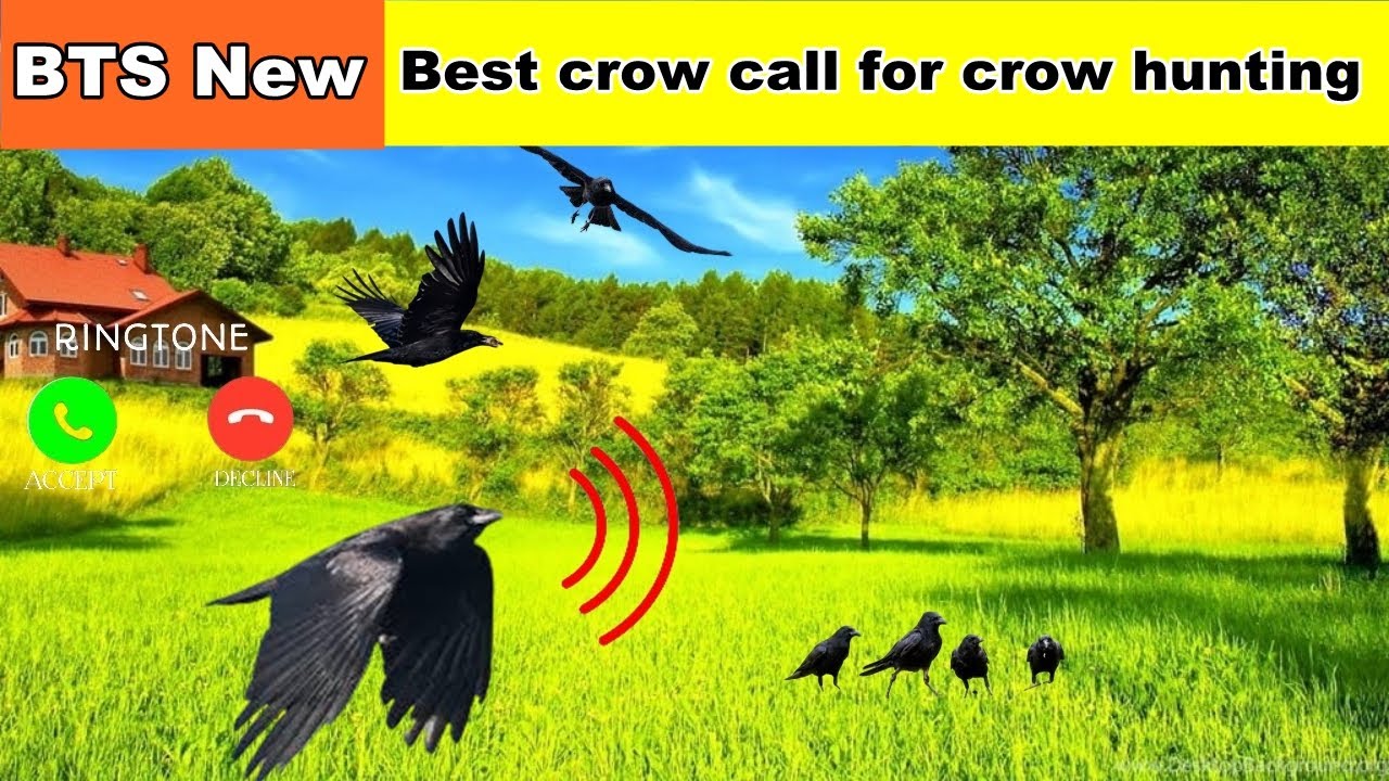 Best crow call for crow hunting/ crowringtone /birds sound ringtone ...