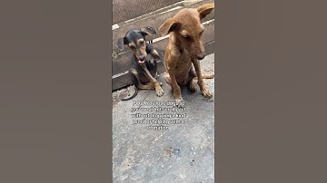 If you love animals, please don