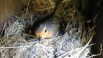 Nest Box Diary 2020 - Robin Nest Camera 1 (Monday 26 May 2020, 09:26:35)