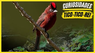 Fun Facts About the "King Tico-Tico Bird" | Learn Interesting Facts About the Bird! screenshot 4