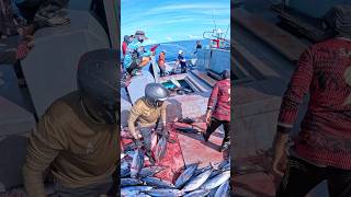 This Tuna Hit Like a FREIGHT TRAIN!    #fishing #shorts #thelifeofafisherman