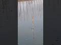 hook fishing moment #fishing #shorts #hook_fishing #trending #viral #youtubeshorts