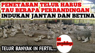 perbandingan indukan jantan dan betina untuk telur tetas