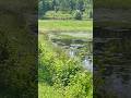 Watching Dragonflies 🌱 #nature #ponds #serenity #dragonfly #shorts #foryou #youtubeshorts #short