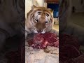 عشاء النمر الذهبي من أنذر النمور في العالم Golden Tiger 