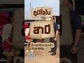 โกวิทย์ฟาร์ม ผู้ใหญ่ใจดี ขอบคุณที่ให้เบิ้มดูเลลครับ #เชลล์เบิ้มรถยนต์นำเข้า