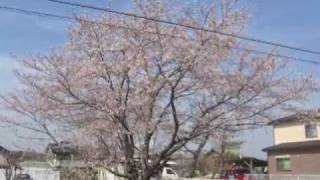 Cherry Blossom - Jz P2