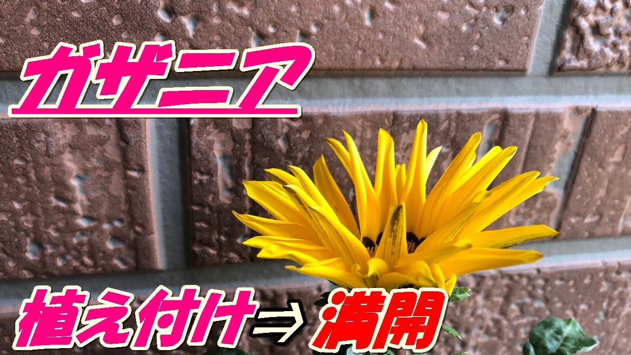 Flowers] How to grow and plant gazania - YouTube
