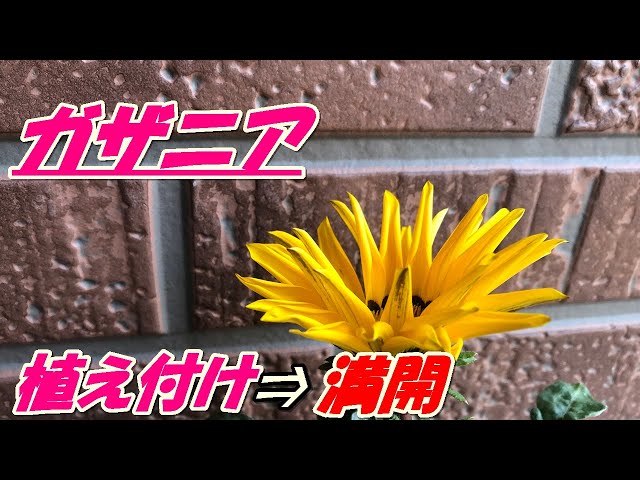 Flowers] How to grow and plant gazania - YouTube