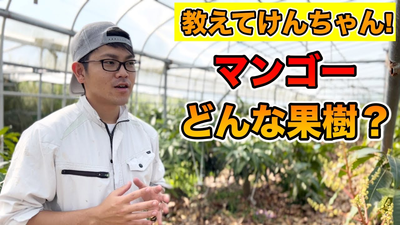 【栽培者が教える】「マンゴー栽培！」両性花と雄花，受粉方法，樹の生理！【徹底的に教えます！】