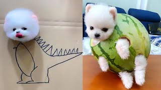 LAS MASCOTAS más DIVERTIDAS , ANIMALES MAS GRACIOSOS PARTE 6