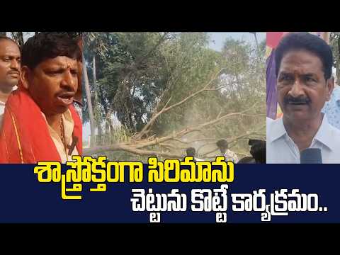 శాస్త్రోక్తంగా సిరిమాను చెట్టును కొట్టే కార్యక్రమం.. | Vizianagaram |@Hittvtelugunews