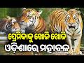 Tiger’s Remarkable 1,500 km Journey Ends at Similipal Tiger Reserve | Kalinga TV